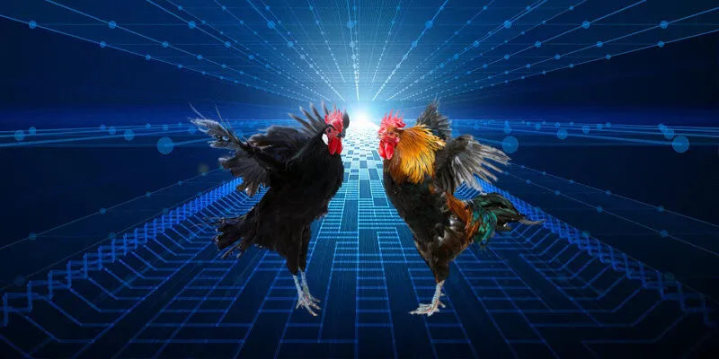 Gà nòi là một giống gà chọi phổ biến khác, đặc trưng bởi sức mạnh và sự dẻo dai