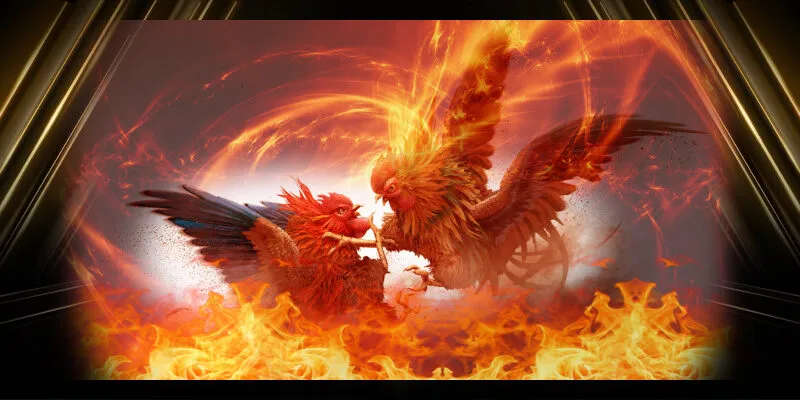 Trận đấu đá gà cựa sắt thường diễn ra trên một sàn đấu hình tròn