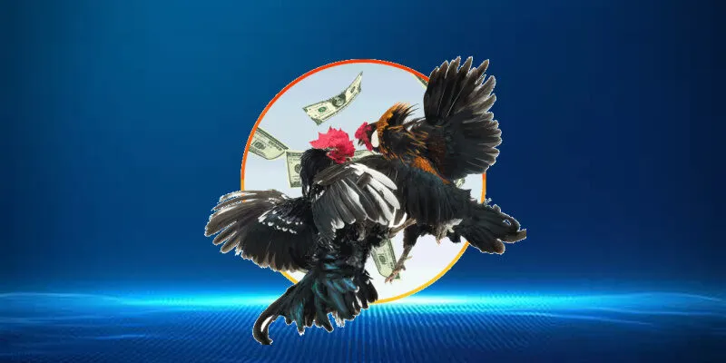 cảm giác phấn khích cho người chơi cá cược đá gà Thomo