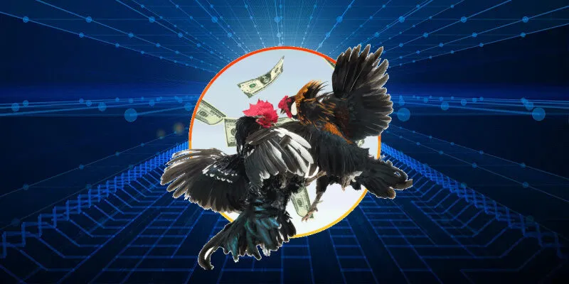 Một trận đấu gay cấn tại trường gà Thomo