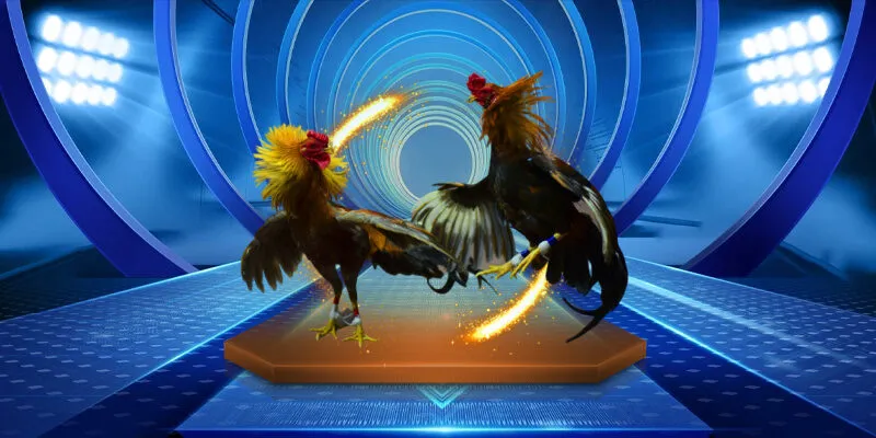 Một trận đấu gay cấn tại trường gà Thomo