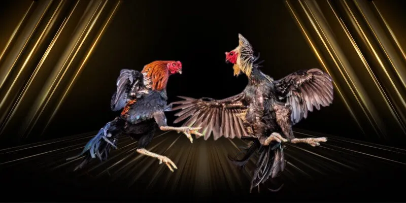 Nhà cái XOSO66 - Lựa chọn hàng đầu cho trải nghiệm Trực Tiếp Đá Gà